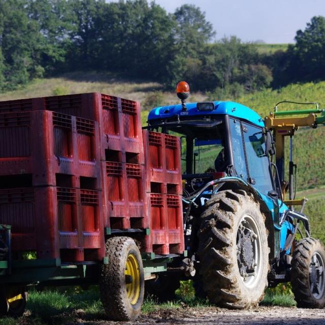 Vendanges dans le vignoble de Bergerac