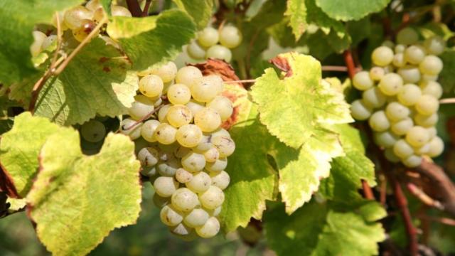 Grappe de raisins dans le vignoble de Bergerac