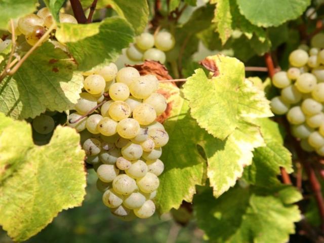 Grappe de raisins dans le vignoble de Bergerac