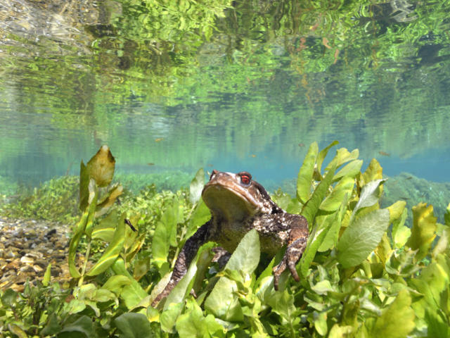 Crapaud Commun sur la rivière Dordogne