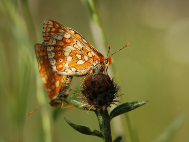 Euphidryas Aurinia sur la rivière Dordogne