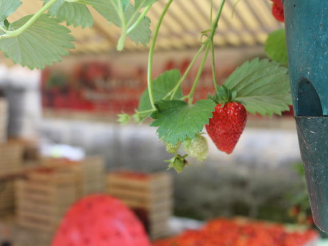 Journées du Terroir à Sarlat