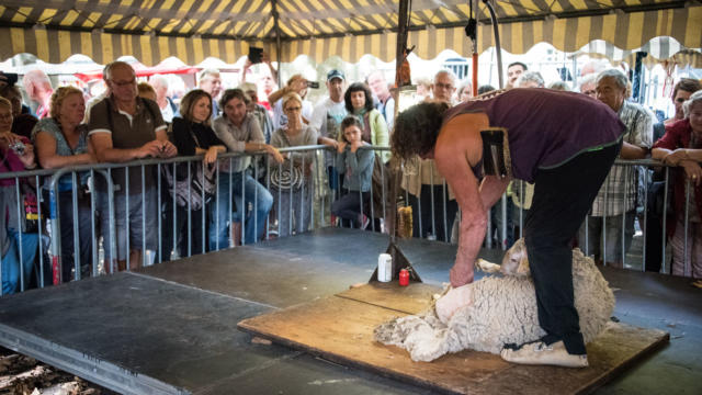 Démonstration de tonte d'agneau lors des journées du goût et de la gastronomie à Sarlat