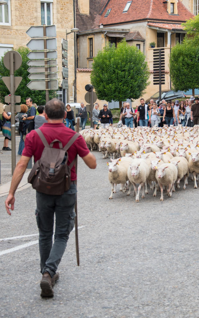 Transhumance lors des journées du goût et da la gastronomie à Sarlat