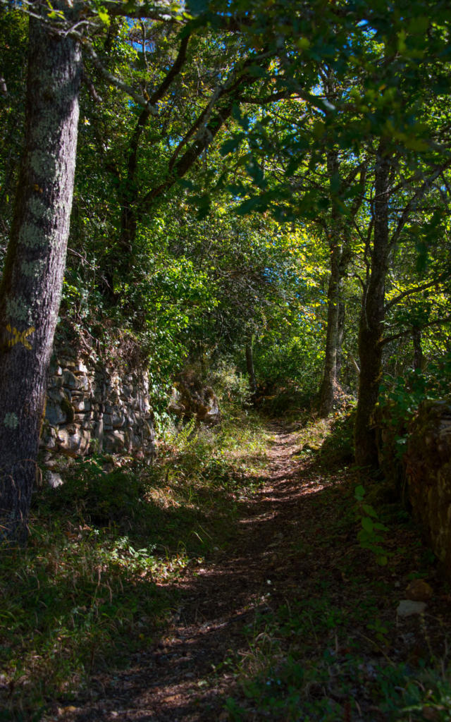 la forêt à Saint-Vincent-de-Cosse