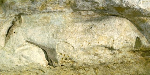 Abri du Cap Blanc à Marquay et ses bas-reliefs préhistoriques