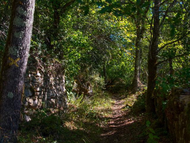 la forêt à Saint-Vincent-de-Cosse