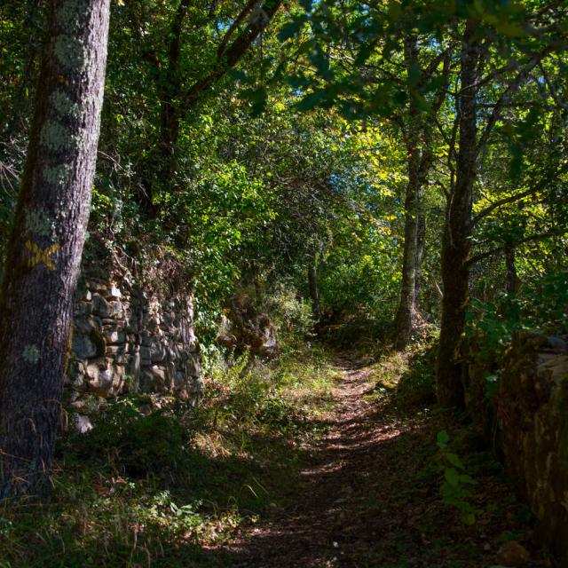 la forêt à Saint-Vincent-de-Cosse