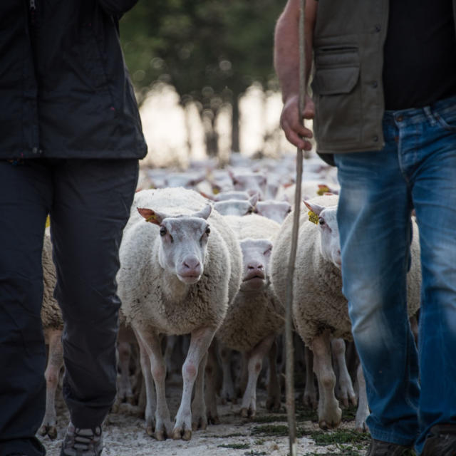 Transhumance Journées du goût et de la gastronomie SarlatDan Courtice (11)