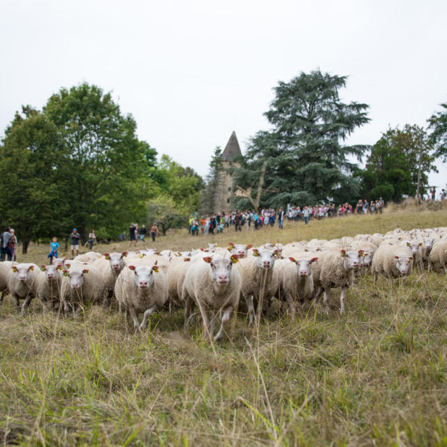 Transhumance Journées du goût et de la gastronomie Sarlat