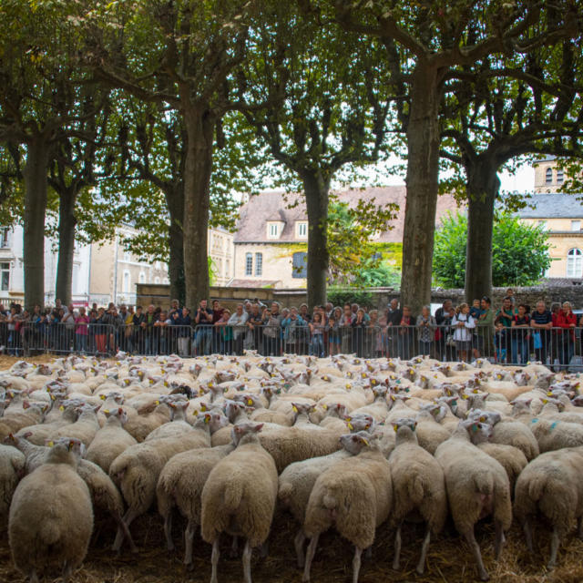 Transhumance Journées du goût et de la gastronomie Sarlat