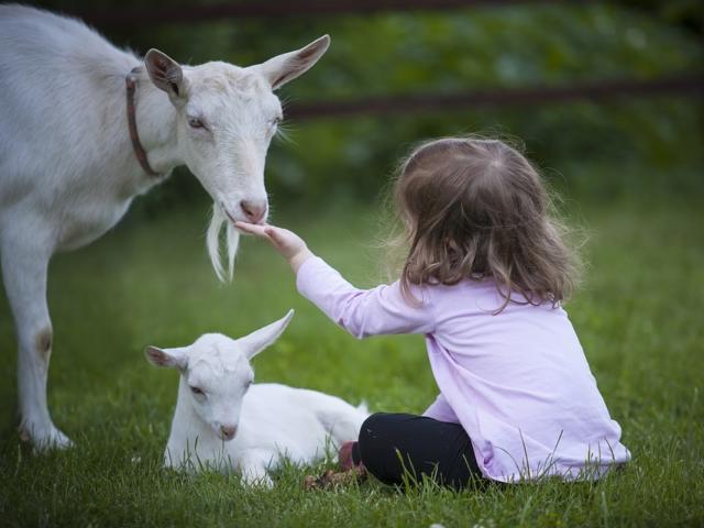 Chèvre et enfant