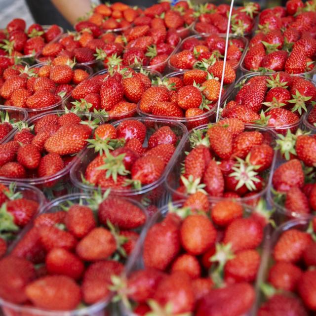 La fraise du périgord