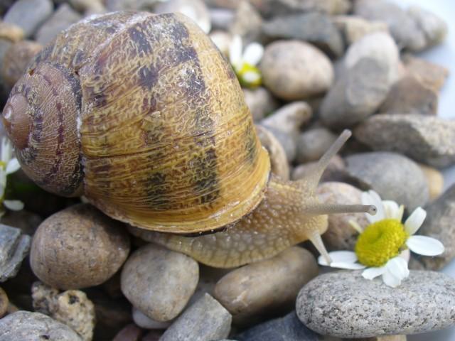 L Escargot Du Queylou