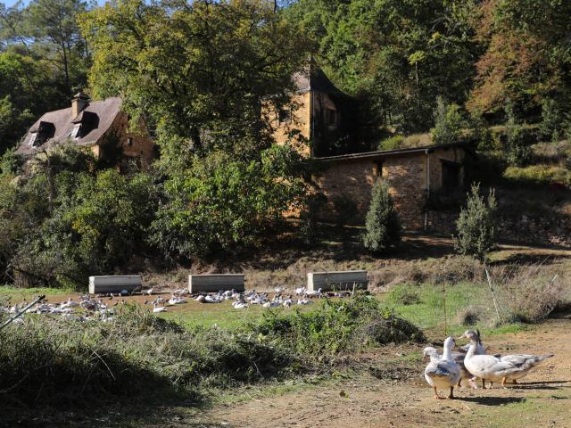 Séjour cuisine du canard