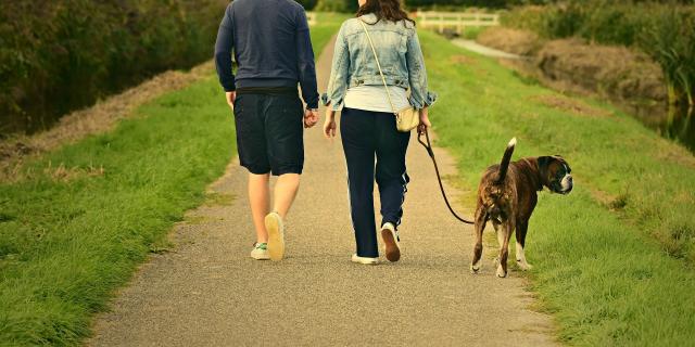 Vacances avec son chien