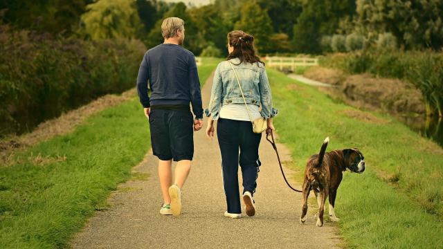 Vacances avec son chien